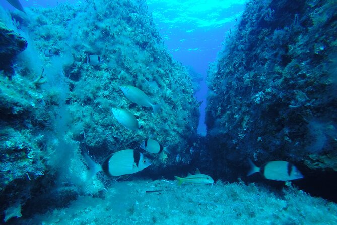 90-Minutes Glass Bottom Trip With Quick Dip - From Paphos Harbour to the Vera K. wreck