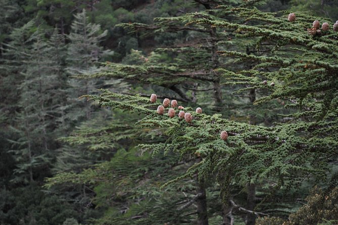 Beauty, Nature and Charm of Troodos Mountains from Paphos - Millomeris Waterfall and the short forest trail