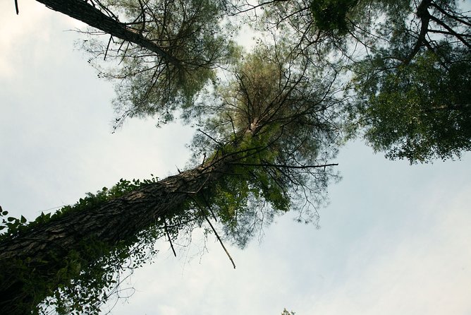 Beauty, Nature and Charm of Troodos Mountains from Paphos - Omodos, Cyprus in village form