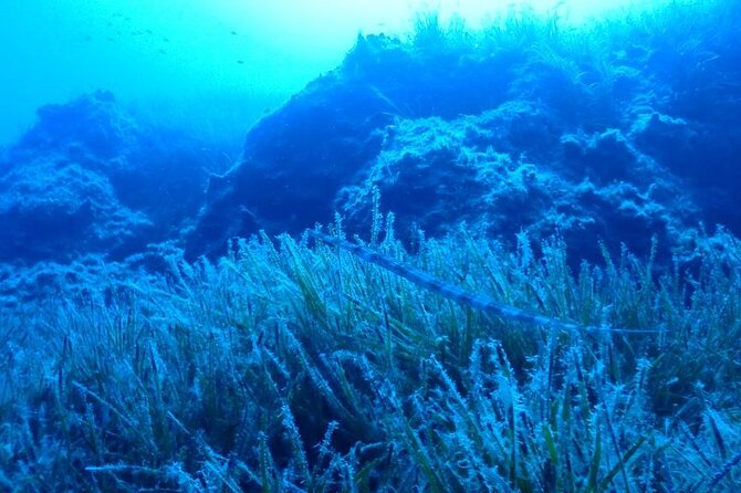 Beginners Discover Scuba Diving By Boat, Best Spot In Cyprus - What the crew adds to the experience