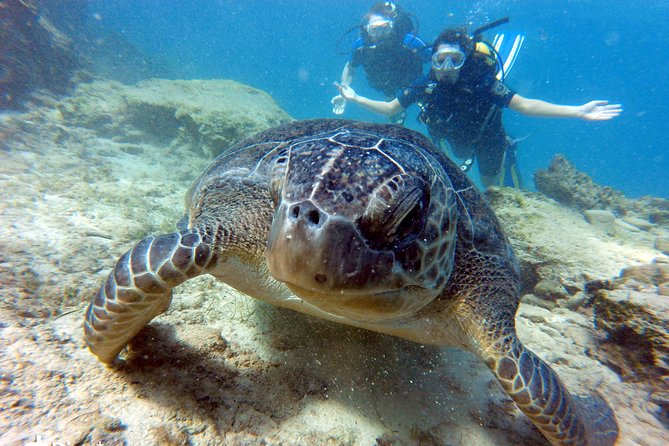 Discover Scuba diving - What happens from the Ocean View Diving center