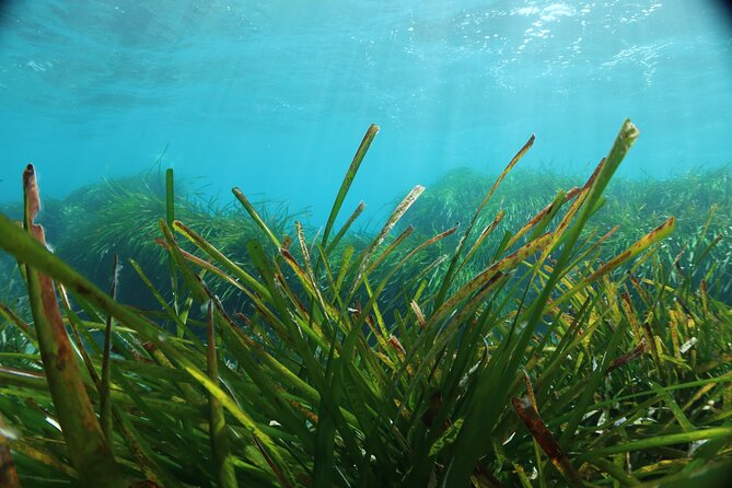 Discover Scuba Diving Amathounta's Ancient Port - Who should book this experience?