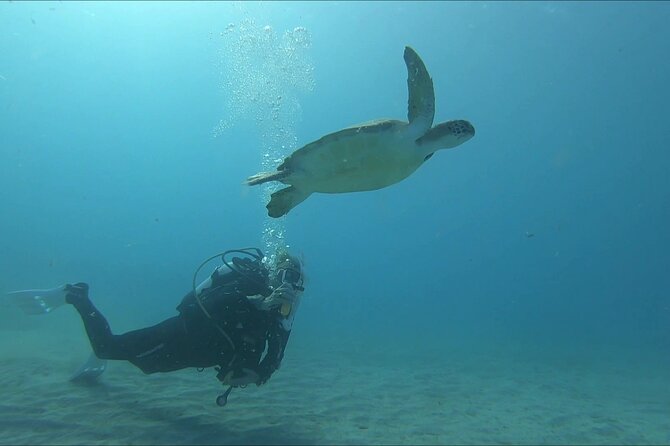 Discover SCUBA Diving with Pissouri Bay Divers - Up to one hour exploring underwater