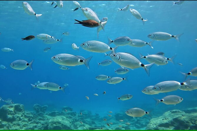 Discover SCUBA Diving with Pissouri Bay Divers - The first hour: paperwork, theory, and calm preparation
