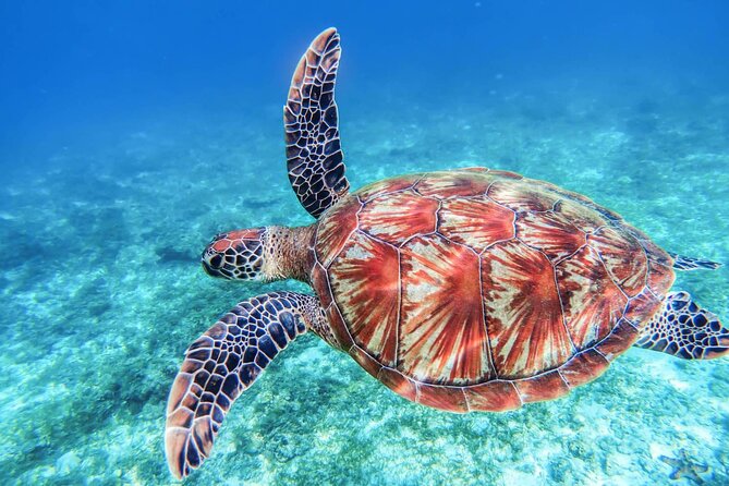 From Protaras: Turtle Cove & Blue Lagoon Cruise - The Blue Lagoon swim is the big finish