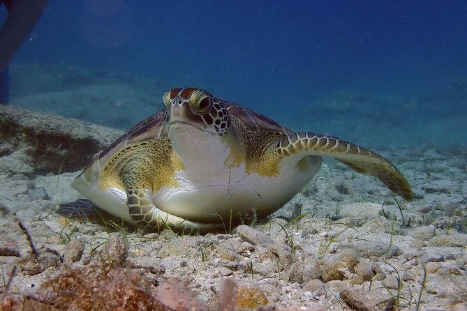 Guided snorkeling trip to the turtles in Protaras - Key points at a glance