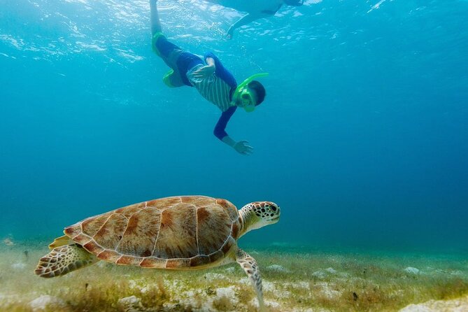 Guided snorkeling trip to the turtles in Protaras - Practical details before you book