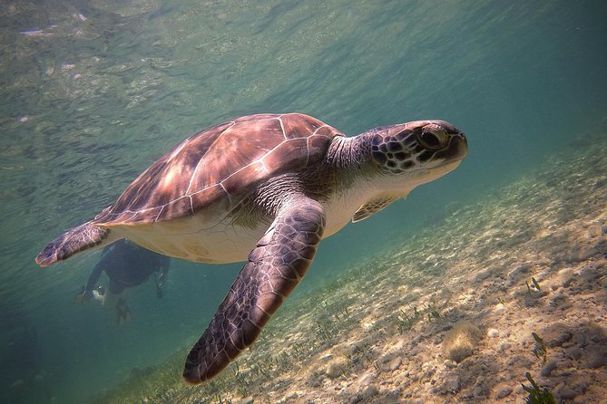 Half-Day Scuba Diving Tour - Discover Scuba Diving! - Why the Roman Wall makes a good first underwater outing