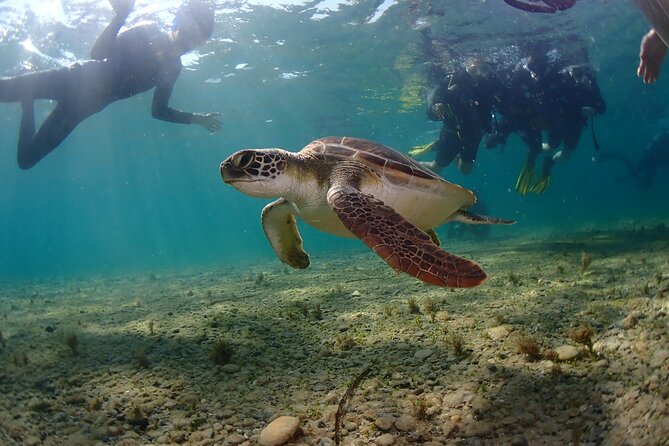Half-Day Scuba Diving Tour - Discover Scuba Diving! - What is included for $100.37