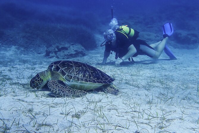 Introductory diving in small groups - Is $96.02 good value?