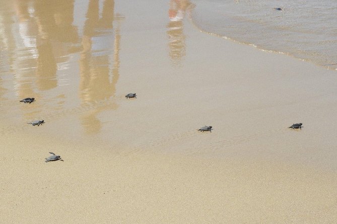 Jeep Safari to Akamas National Park: Avakas Gorge Tour from Paphos - Edro III shipwreck and the final sea views