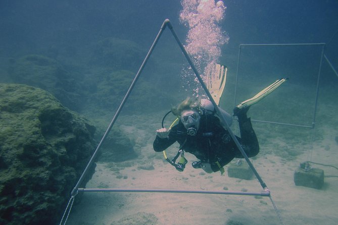 Local Guided Dives (for certified/licensed divers) - Green Bay and Green Bay 2: easy starts with useful variety
