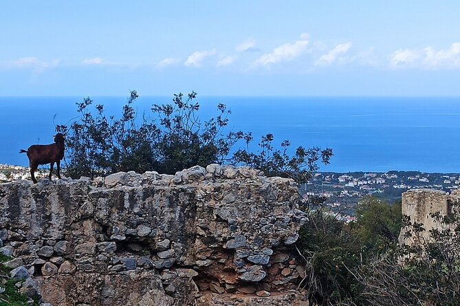 Nature Walking tour in the Mediterranean Cyprus-6days - Key points to know before you book
