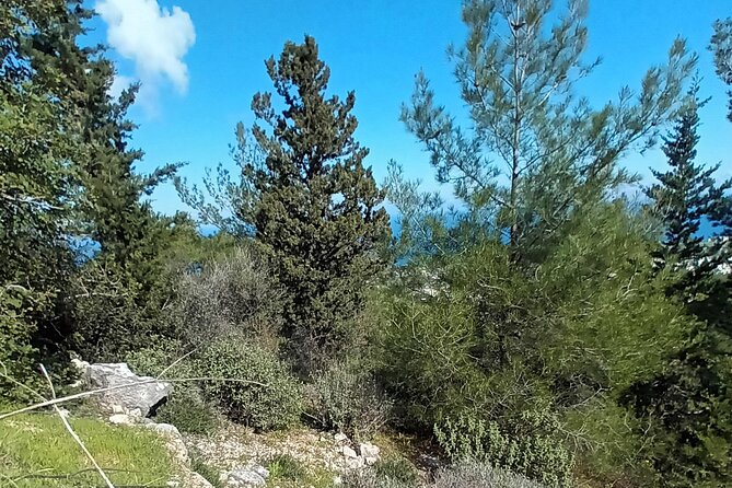 Nature Walking tour in the Mediterranean Cyprus-6days - Day 4: Bellapais, Lawrence Durrell, and the tree of idleness