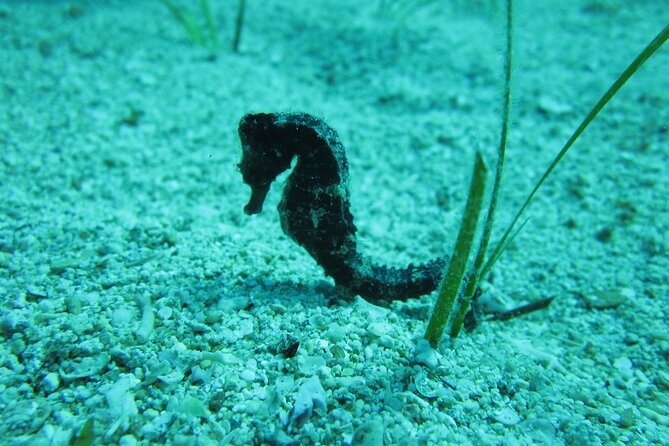 Private Discovery Dive + Photos & Videos - What happens at Poseidon Dive Centre