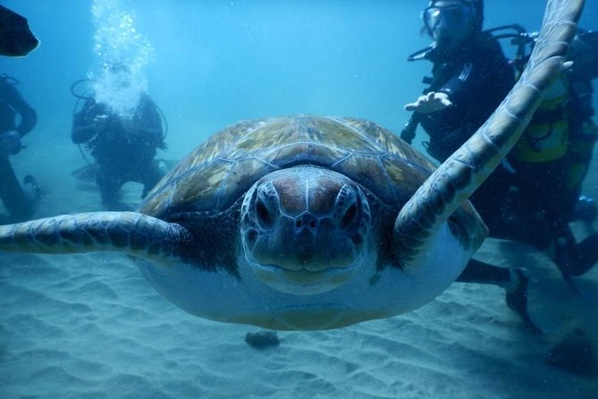 Private Diving at Zenobia Wreck in Larnaka - Equipment and staff support