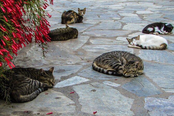 Private Full-Day Tour to Cyprus Monasteries - Weather, Timing, and the Mountain Roads