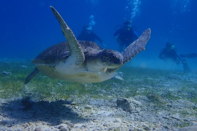 Scuba Diving Activity in Pernera - Who will enjoy this most