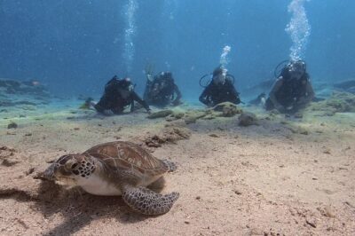 Scuba Diving Experience (10+ Years) AND Free Edited Video