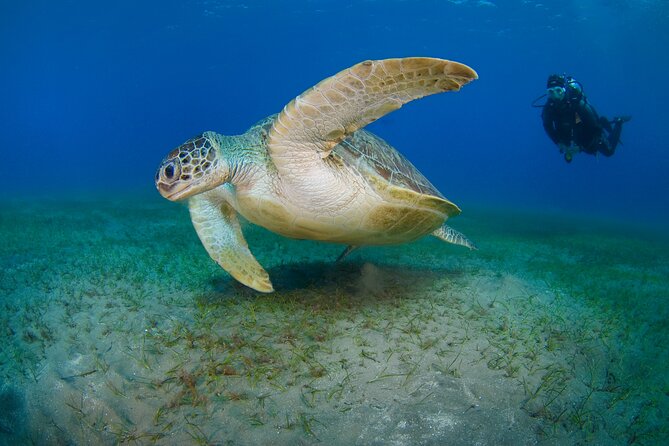 Scuba Diving Experience & MUSAN Dive + Free Edited Video 2xdives - Why the first session matters before MUSAN