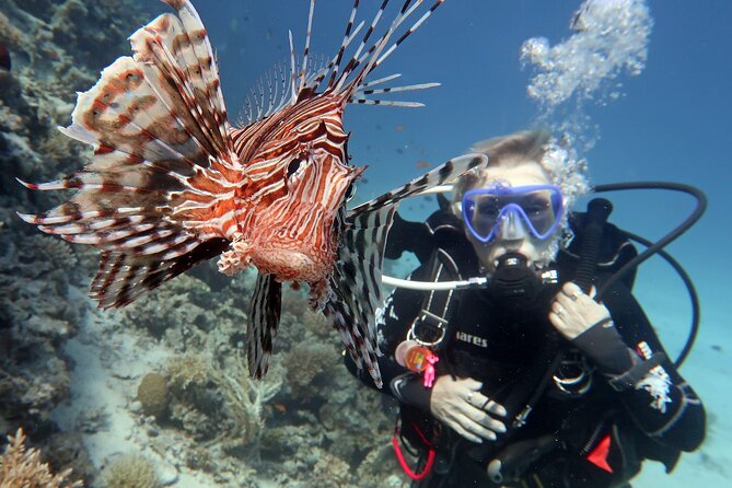 Scuba Diving Experience & MUSAN Dive + Free Edited Video 2xdives - Timing and what to plan around it