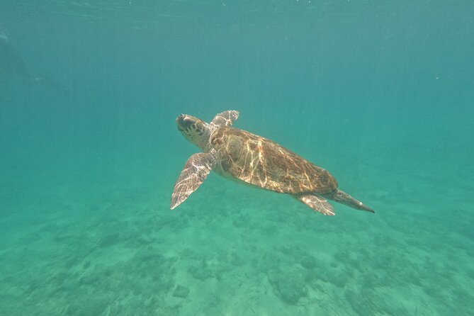 snorkeling ,Turtle Watching in Cyprus - Key points before you book