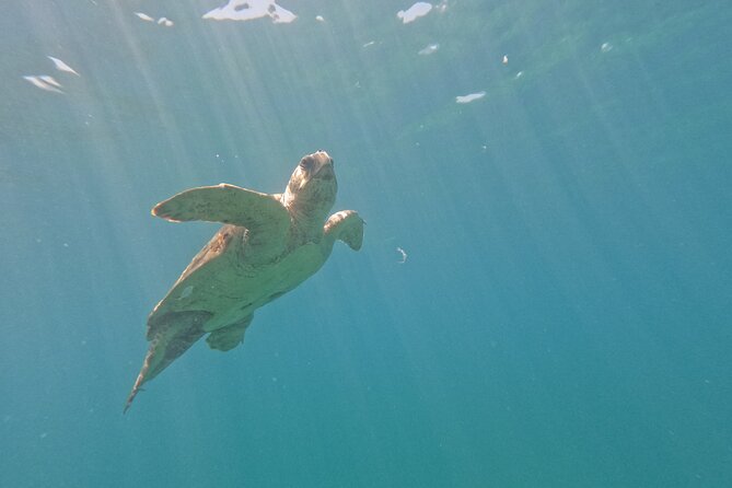 snorkeling ,Turtle Watching in Cyprus - Watching turtles without crowding them