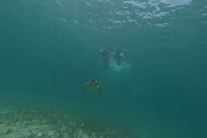 snorkeling ,Turtle Watching in Cyprus - Water temperature, wetsuits, and the best time to go