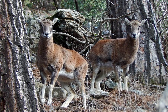Troodos Jeep Safari from Protaras,Ayia napa & Larnaca - Chantara Waterfall and the question of swimming