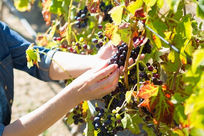 Troodos Mountains Grape Escape: All Inclusive Food & Wine Tour - Timios Stavros Monastery and the story behind the village