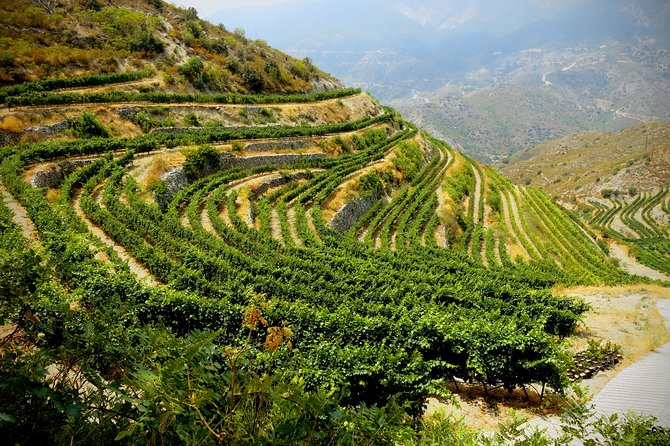 Troodos Mountains Grape Escape: All Inclusive Food & Wine Tour - The surprise stop is part of the appeal