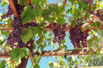 Troodos Mountains Vino Venture: All Inclusive Full Day Wine Tour