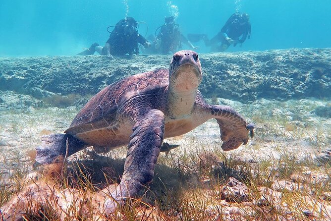 Try a Scuba Diving Experience - The first underwater trip near Green Bay