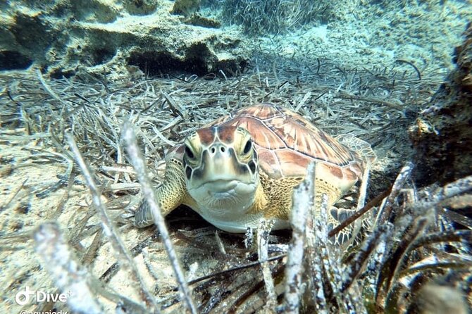 Try a Scuba Diving Experience - Who should book this experience?
